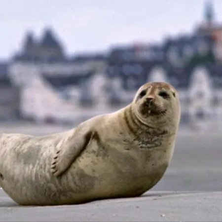 Maison Spacieuse Avec Jardin Et Feu De Bois Et Parking Gratuit Pour 3 Voiture Prázdninový dům